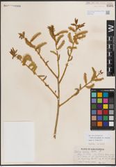 Foto von Salix eriocephala var. watsonii (Bebb) Dorn